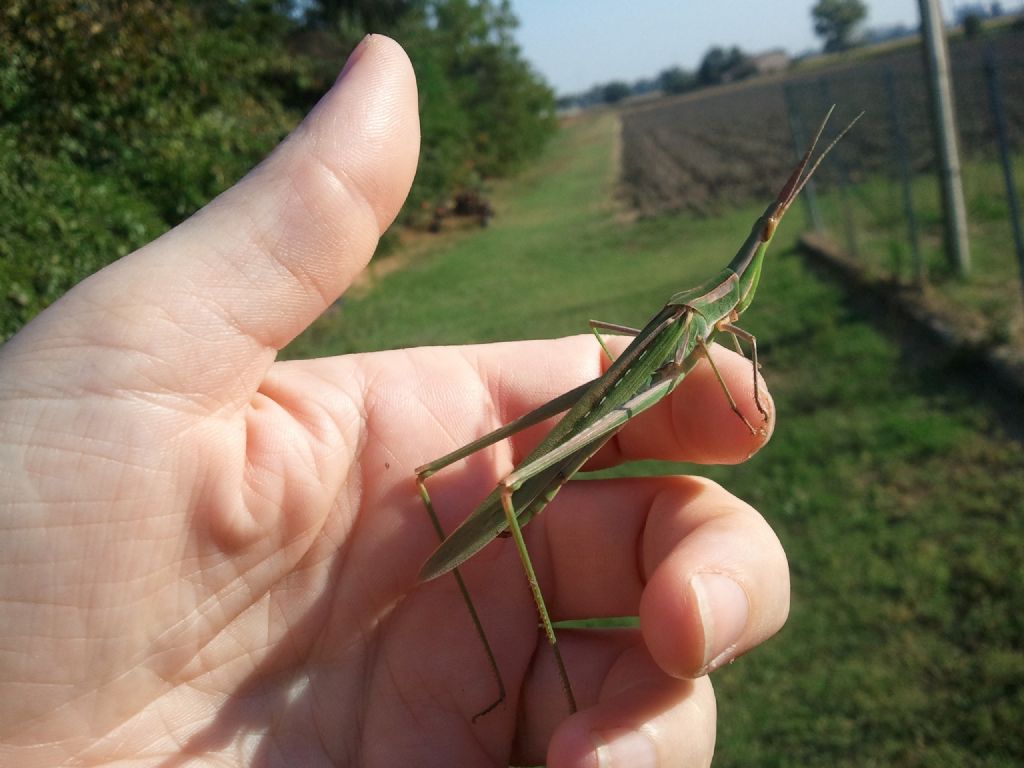 Acrida conica